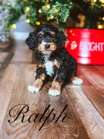 Ralph, a male Miniature Bernedoodle for sale in Moulton, IA – Photo 3 of 8