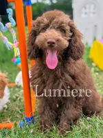 Lumiere , a male Cockapoo for sale in Moulton, IA – 7 of 8