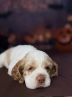 Fester , a male Cocker Spaniel for sale in Moulton, IA – 2 of 7