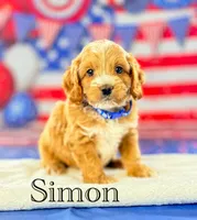 Simon , a male Cockapoo for sale in Moulton, IA – 3 of 5
