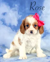 Rose, a female Cavapoo for sale in Moulton, IA – 4 of 7