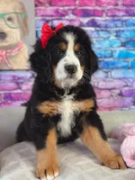 Nicole, a female Bernese Mountain Dog for sale in Moulton, IA – Photo 1 of 3