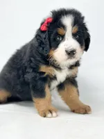 Nicole, a female Bernese Mountain Dog for sale in Moulton, IA – Photo 3 of 3