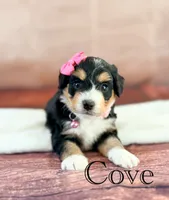 Cove, a female Miniature Bernedoodle for sale in Moulton, IA – 2 of 6