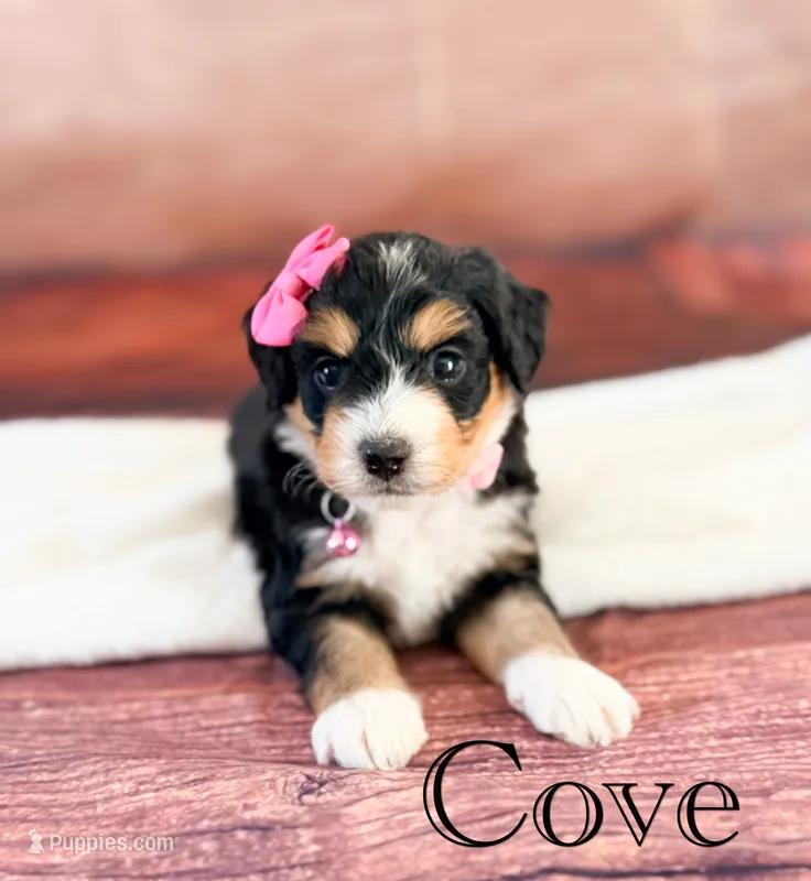 Cove – Miniature Bernedoodle puppy for sale in Moulton, IA
