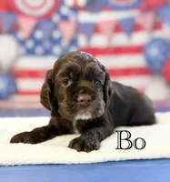 Bo, a male Cocker Spaniel for sale in Moulton, IA – 2 of 6