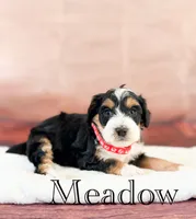 Meadow, a female Miniature Bernedoodle for sale in Moulton, IA – 4 of 4