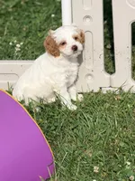 Janette , a female Cockapoo for sale in Moulton, IA – 6 of 8
