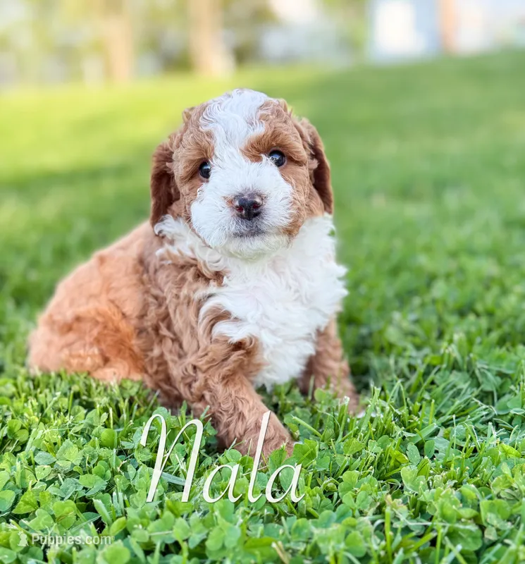 Nala – Miniature Bernedoodle puppy for sale in Moulton, IA