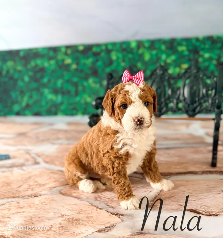 Nala – Miniature Bernedoodle puppy for sale in Moulton, IA