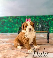 Nala, a female Miniature Bernedoodle for sale in Moulton, IA – Photo 5 of 5