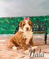Nala, a female Miniature Bernedoodle for sale in Moulton, IA – Photo 3 of 5