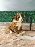 Nala, a female Miniature Bernedoodle for sale in Moulton, IA – Photo 2 of 5