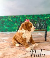 Nala, a female Miniature Bernedoodle for sale in Moulton, IA – Photo 4 of 5