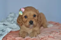 Tami, a female Cavapoo for sale in Moulton, IA – Photo 1 of 8