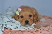 Tami, a female Cavapoo for sale in Moulton, IA – Photo 8 of 8