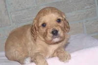 Tami, a female Cavapoo for sale in Moulton, IA – Photo 2 of 8