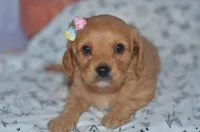 Tami, a female Cavapoo for sale in Moulton, IA – Photo 6 of 8