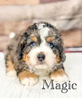 Magic , a male Miniature Bernedoodle for sale in Moulton, IA – 2 of 5