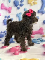 Anna, a female Cockapoo for sale in Moulton, IA – 7 of 8