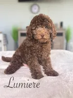 Lumiere , a male Cockapoo for sale in Moulton, IA – 1 of 7