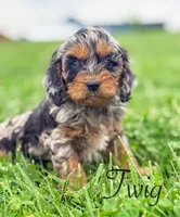 Twig , a female Cockapoo for sale in Moulton, IA – Photo 1 of 6