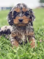 Twig , a female Cockapoo for sale in Moulton, IA – Photo 3 of 6