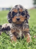 Twig , a female Cockapoo for sale in Moulton, IA – Photo 5 of 6