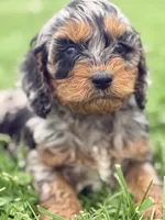 Twig , a female Cockapoo for sale in Moulton, IA – Photo 2 of 6