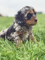 Twig , a female Cockapoo for sale in Moulton, IA – Photo 4 of 6