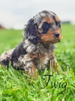 Twig , a female Cockapoo for sale in Moulton, IA – Photo 6 of 6