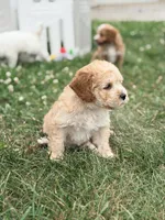 Alvin , a female Cockapoo for sale in Moulton, IA – 2 of 7