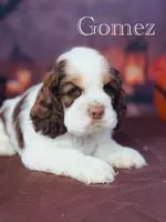 Gomez , a male Cocker Spaniel for sale in Moulton, IA – 4 of 6