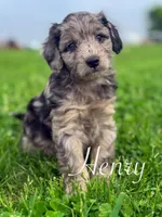Henry , a male Cavapoo for sale in Moulton, IA – Photo 10 of 10