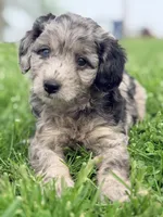 Henry , a male Cavapoo for sale in Moulton, IA – Photo 5 of 10