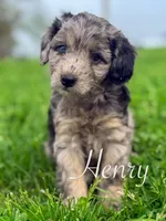 Henry , a male Cavapoo for sale in Moulton, IA – Photo 9 of 10