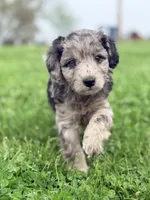 Henry , a male Cavapoo for sale in Moulton, IA – Photo 7 of 10