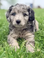 Henry , a male Cavapoo for sale in Moulton, IA – Photo 4 of 10