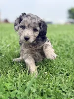 Henry , a male Cavapoo for sale in Moulton, IA – Photo 8 of 10