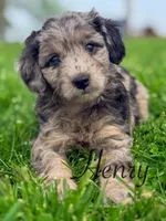 Henry , a male Cavapoo for sale in Moulton, IA – Photo 6 of 10