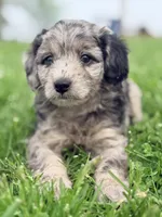 Henry , a male Cavapoo for sale in Moulton, IA – Photo 2 of 10