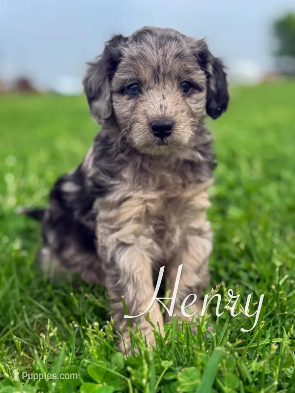 Henry  – Cavapoo puppy for sale in Moulton, IA