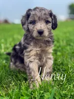 Henry , a male Cavapoo for sale in Moulton, IA – Photo 1 of 10