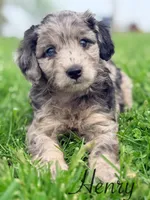 Henry , a male Cavapoo for sale in Moulton, IA – Photo 3 of 10