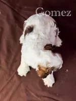 Gomez , a male Cocker Spaniel for sale in Moulton, IA – 5 of 6