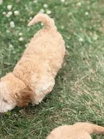 Alvin , a female Cockapoo for sale in Moulton, IA – 6 of 7