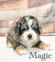 Magic , a male Miniature Bernedoodle for sale in Moulton, IA – 3 of 5