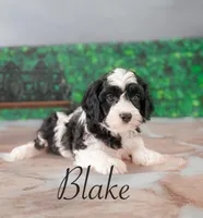 Blake , a male Cavapoo for sale in Moulton, IA – Photo 4 of 4