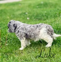 Luke, a male Cavapoo for sale in Moulton, IA – Photo 3 of 7