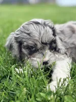 Luke, a male Cavapoo for sale in Moulton, IA – Photo 2 of 7